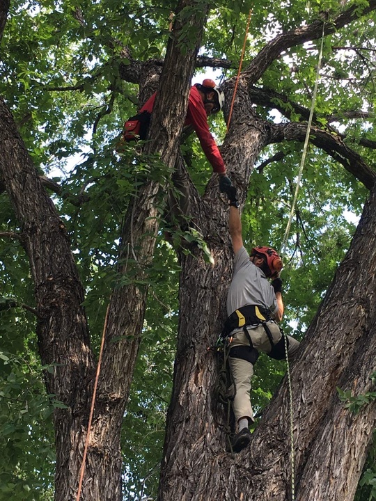 Jeremiah's Tree Service Image