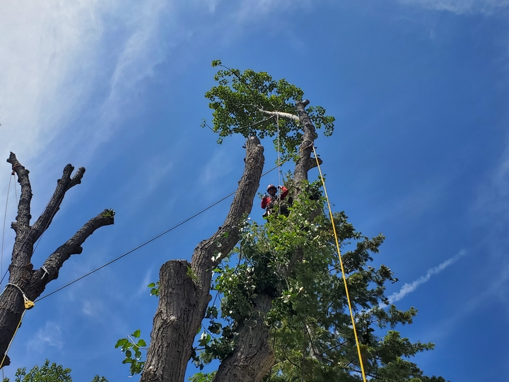 Jeremiah's Tree Service Image