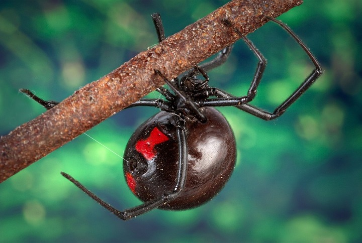 Eco Pest Control - Meridian, ID