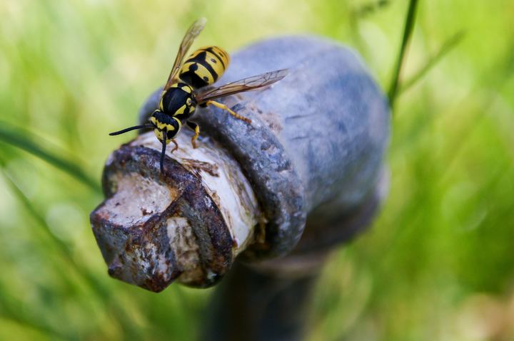 Eco Pest Control - Meridian, ID