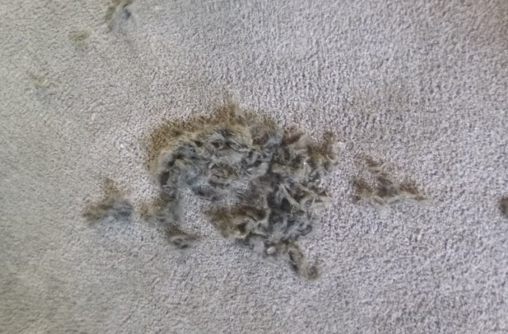 Placer Carpet Cleaning Image