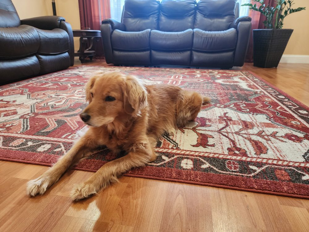 Steam Plus Cleaning and Restoration Image