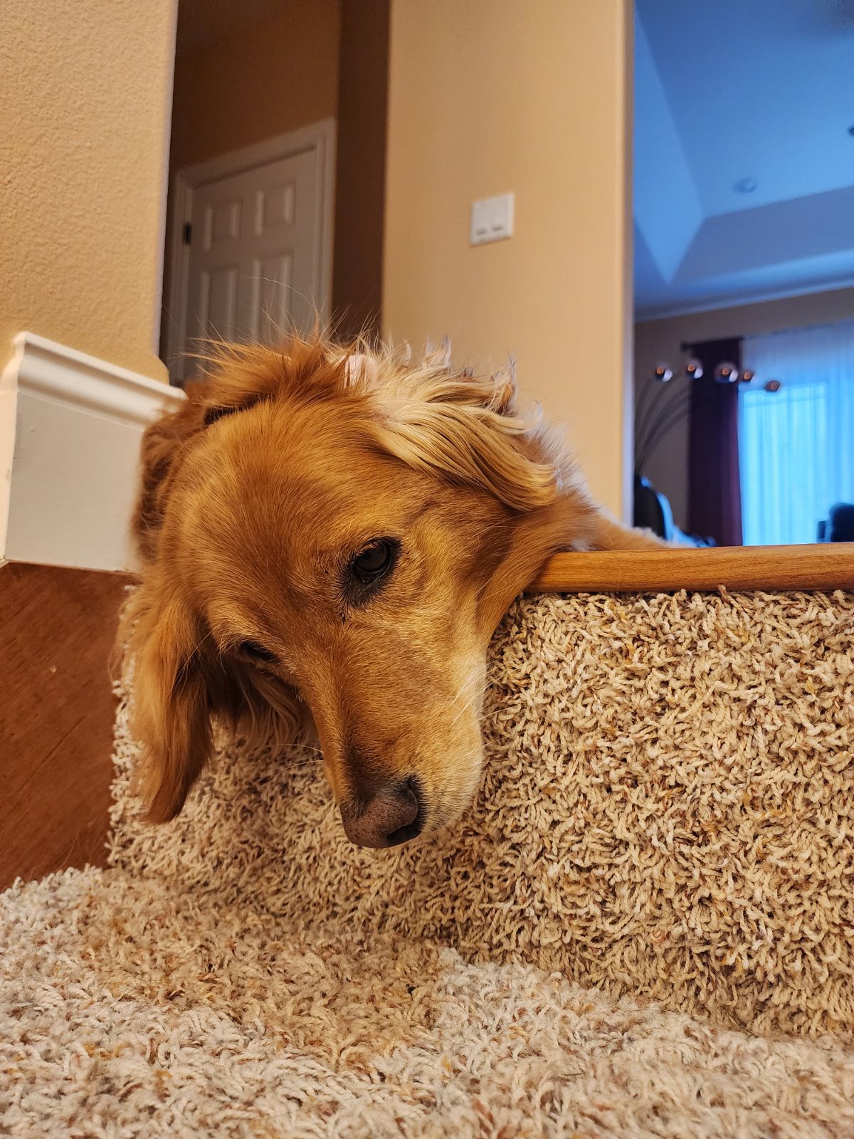 Steam Plus Cleaning and Restoration Image