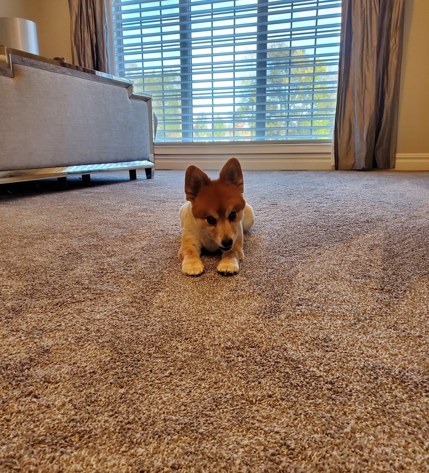 Steam Plus Cleaning and Restoration Image