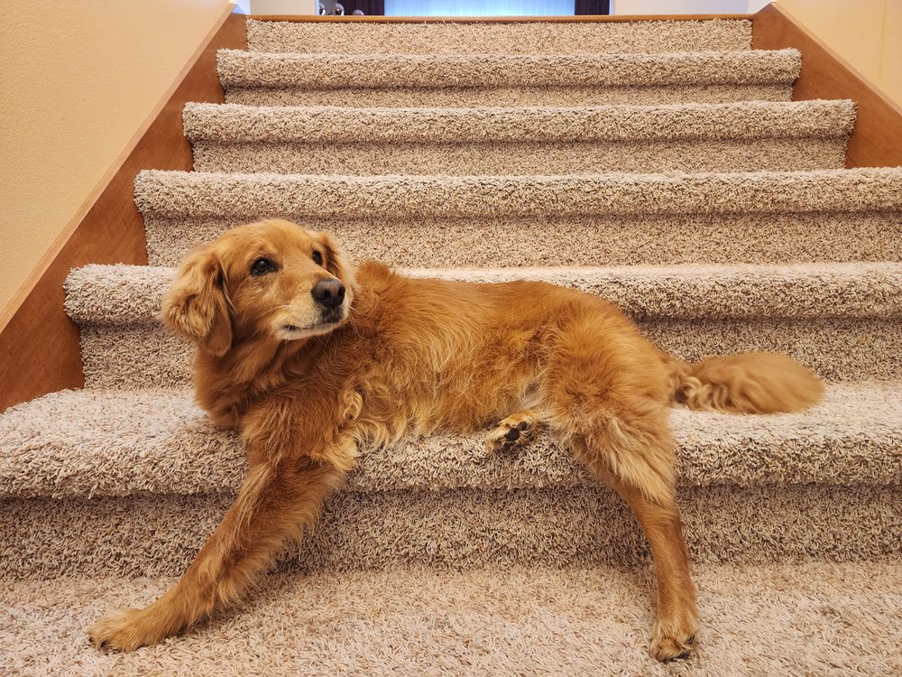 Steam Plus Cleaning and Restoration Image