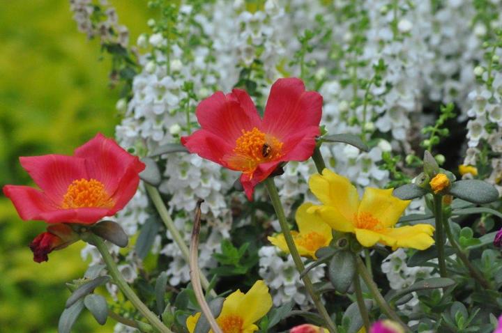 A-Perm-O-Green Lawn Inc Image