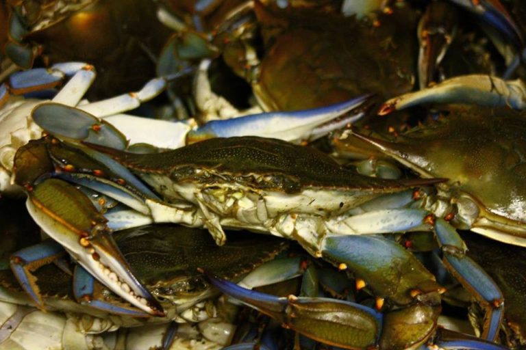 The River Shack Image