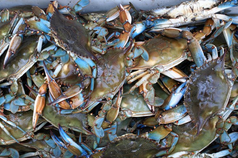 The River Shack Image