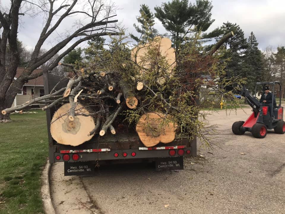 Beaver Tree N Stump Removal - Arpin, WI