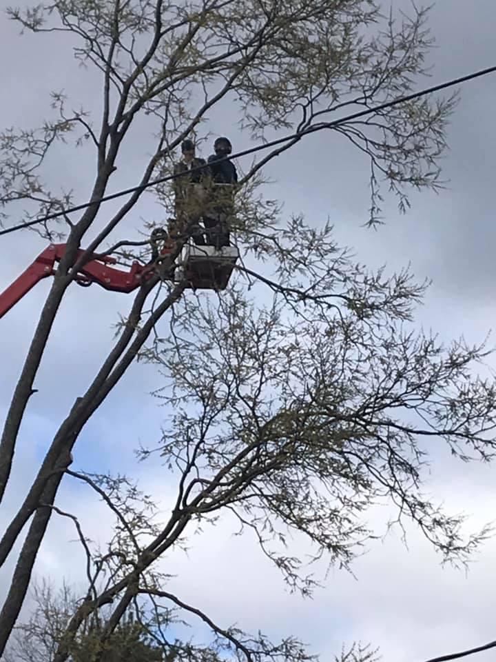 Beaver Tree N Stump Removal - Arpin, WI