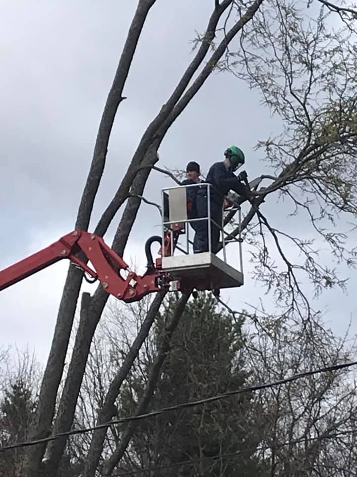 Beaver Tree N Stump Removal - Arpin, WI
