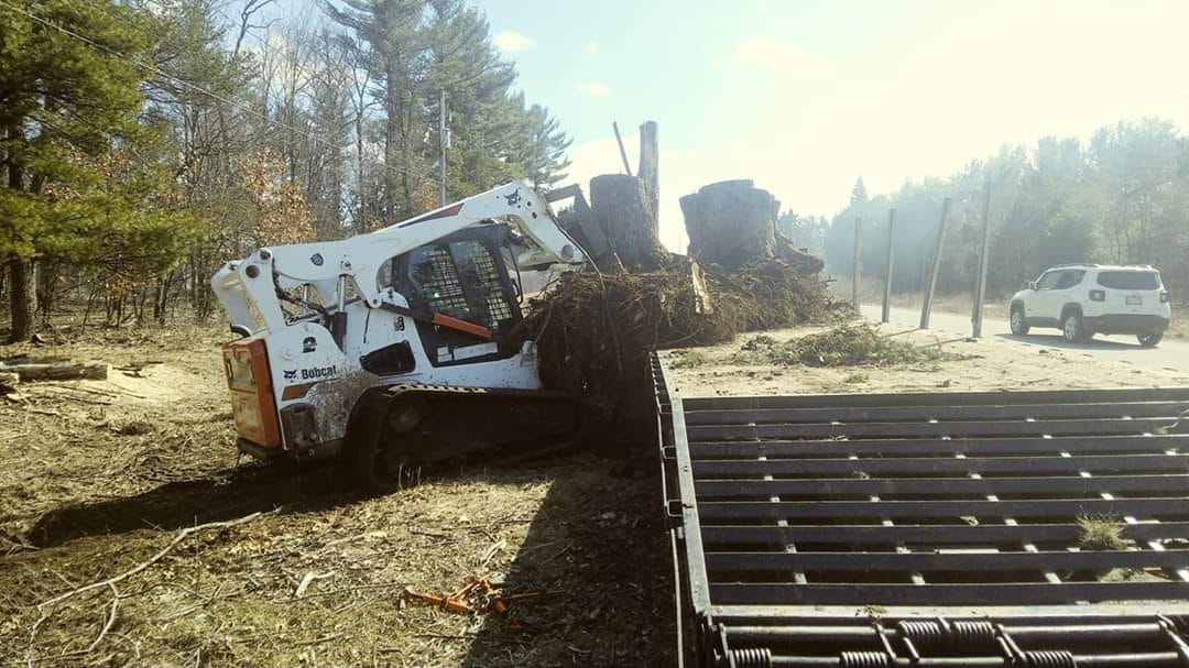 Beaver Tree N Stump Removal - Arpin, WI