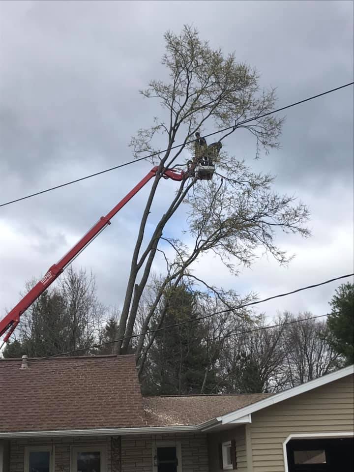 Beaver Tree N Stump Removal - Arpin, WI