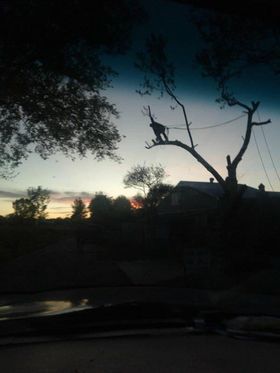 D & T Tree Service LLC - Mineola, TX