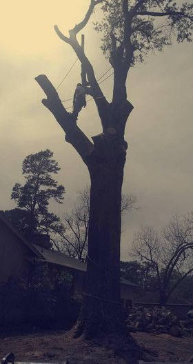 D & T Tree Service LLC - Mineola, TX