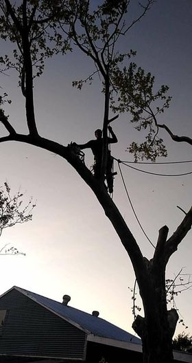 D & T Tree Service LLC - Mineola, TX