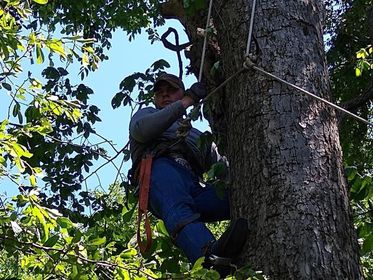 D & T Tree Service LLC - Mineola, TX