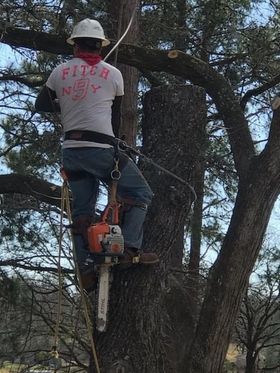 D & T Tree Service LLC - Mineola, TX