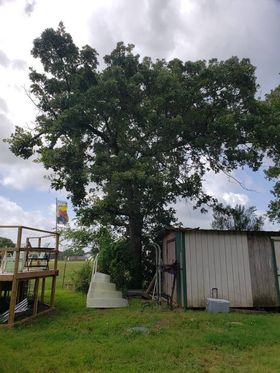 D & T Tree Service LLC - Mineola, TX