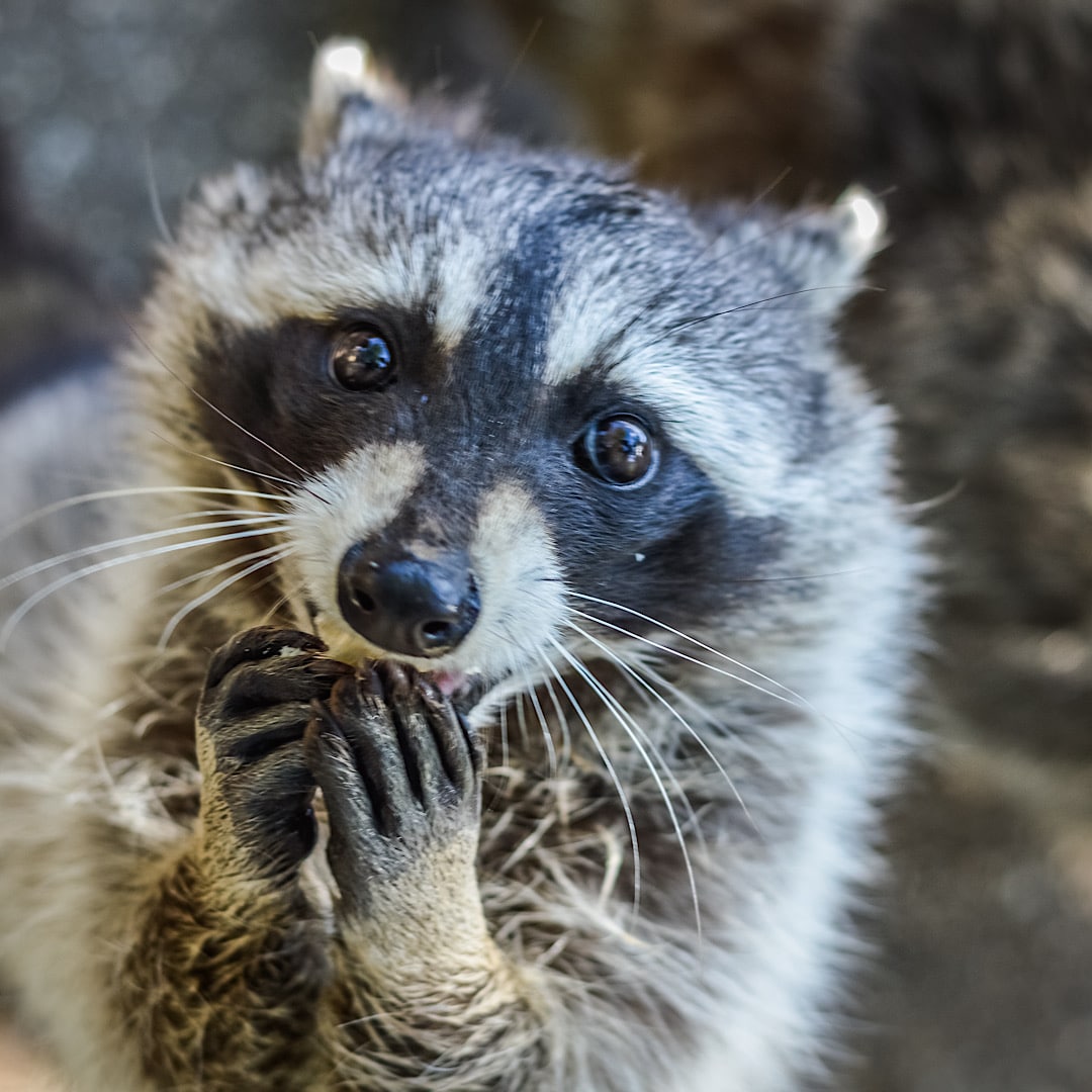 Lowcountry Pest Management and Rodent Control - Mount Pleasant, SC