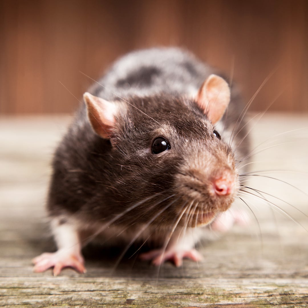 Lowcountry Pest Management and Rodent Control - Mount Pleasant, SC