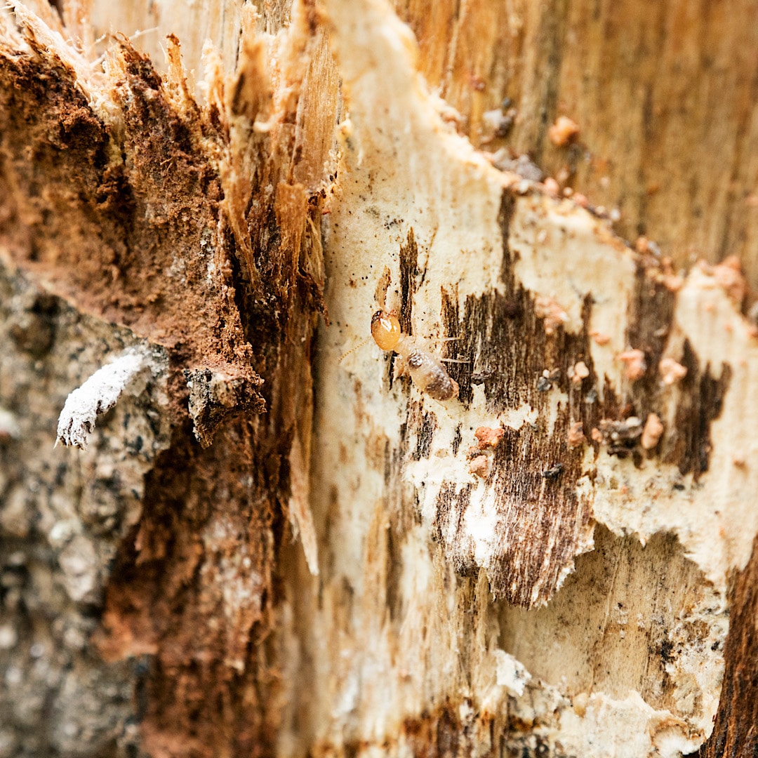 Lowcountry Pest Management and Rodent Control - Mount Pleasant, SC