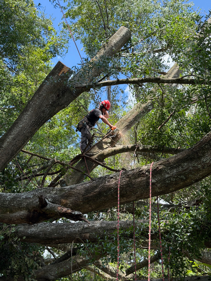 The Wood Doctor Tree Service - Micanopy, FL