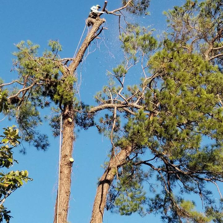 Chanes Tree Service - Houston, TX