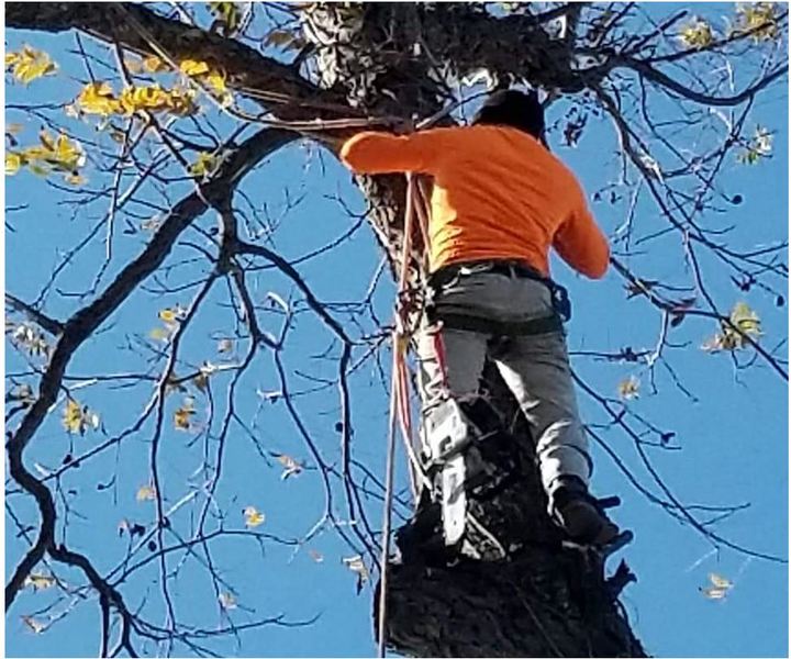 Chanes Tree Service Image