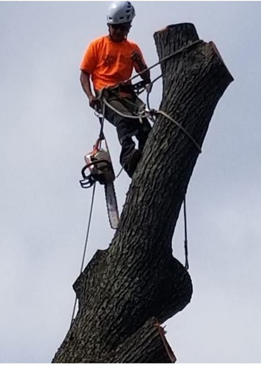 Chanes Tree Service Image