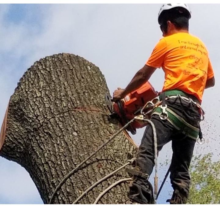 Chanes Tree Service Image
