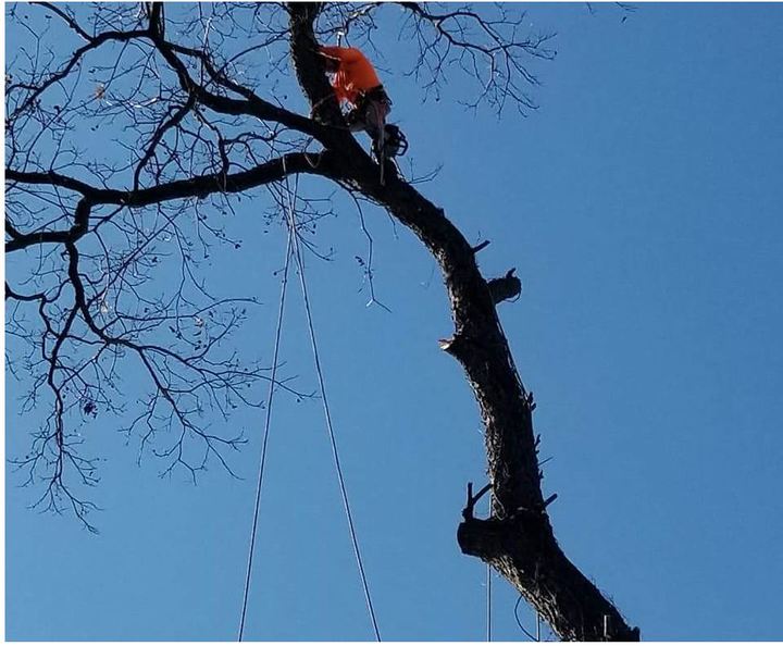 Chanes Tree Service Image