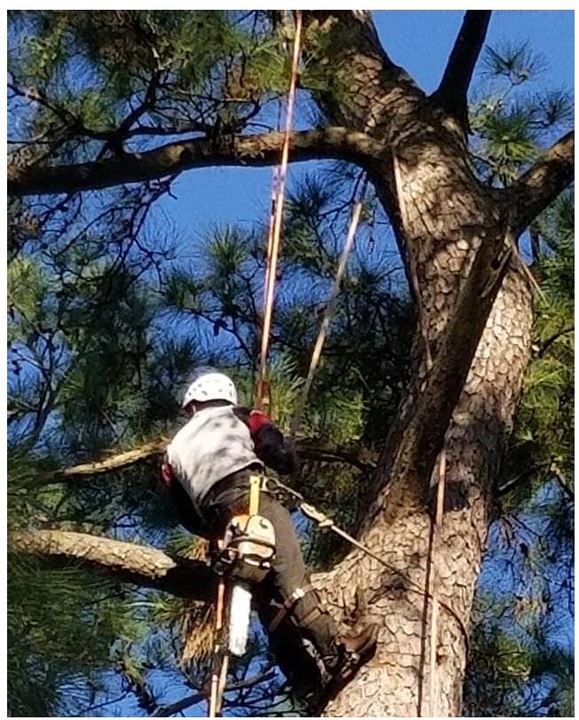 Chanes Tree Service Image
