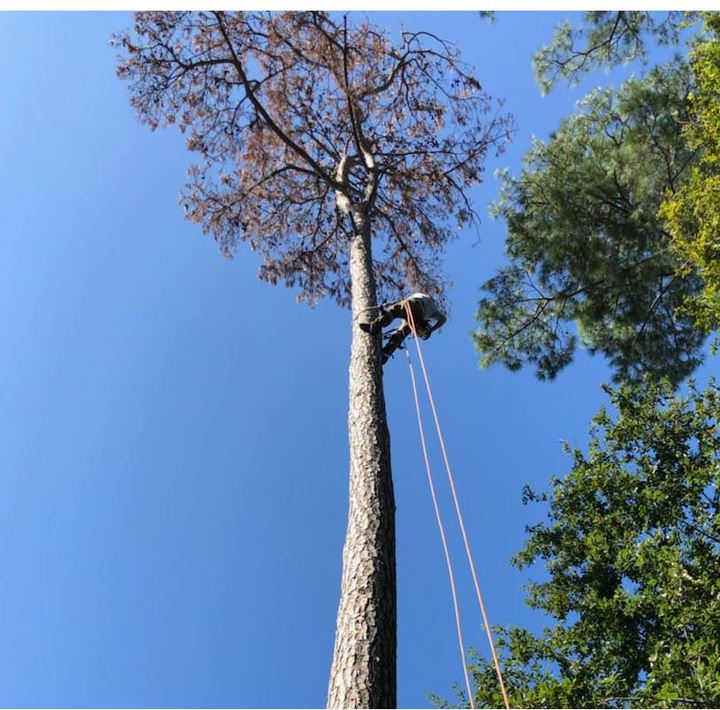 Chanes Tree Service Image