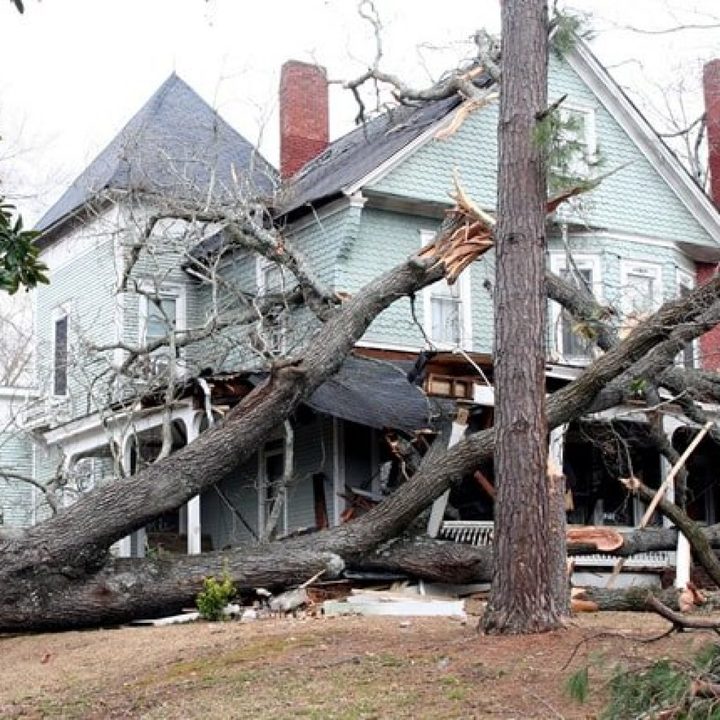 Arbor Care Inc Image