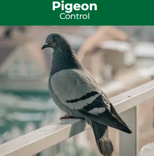 Pest Control Solutions, Inc. - Henderson, NV