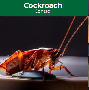 Pest Control Solutions, Inc. - Henderson, NV