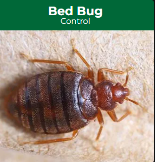 Pest Control Solutions, Inc. - Henderson, NV
