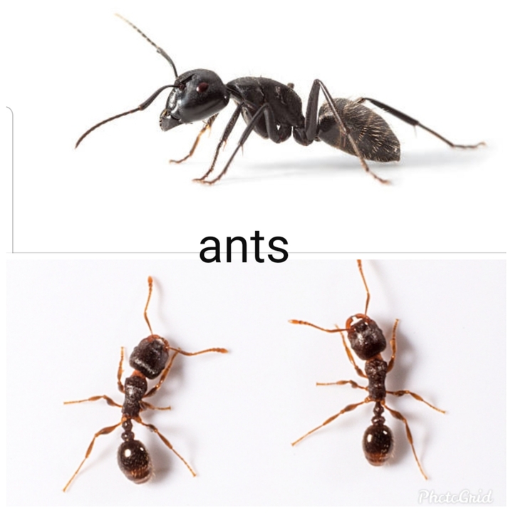 Advantage Pest Control - Trenton, MI