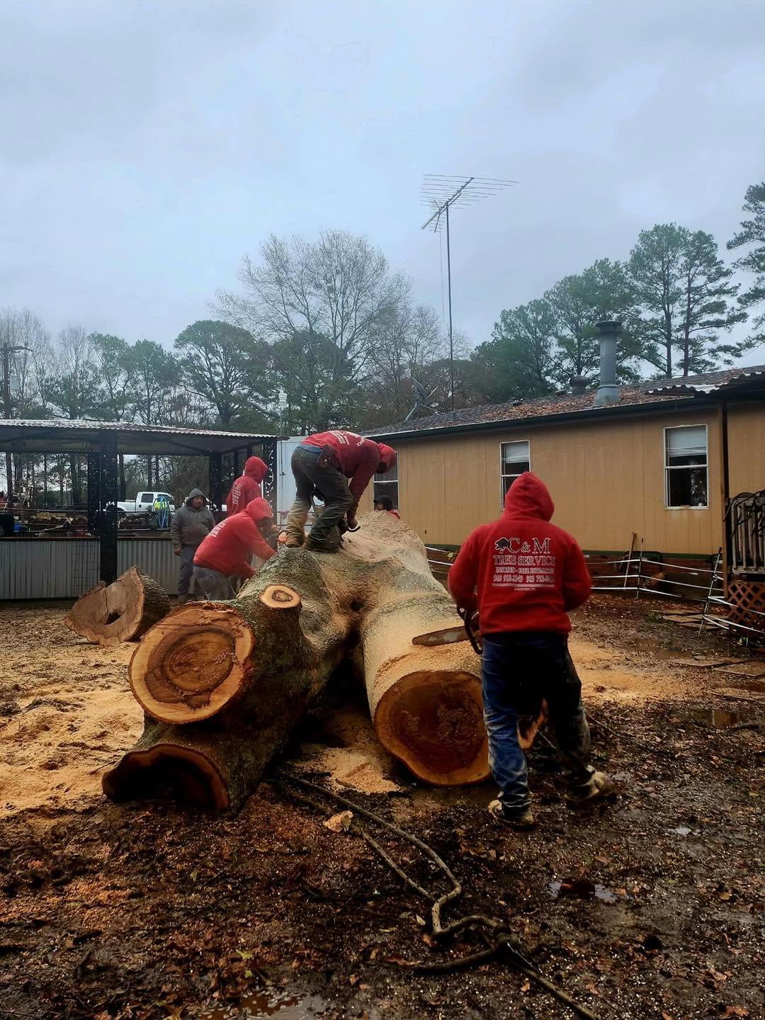 C & M Tree Service - Longview, TX