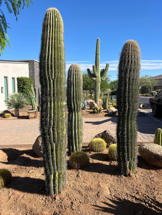 Southwest Cactus LLC Image