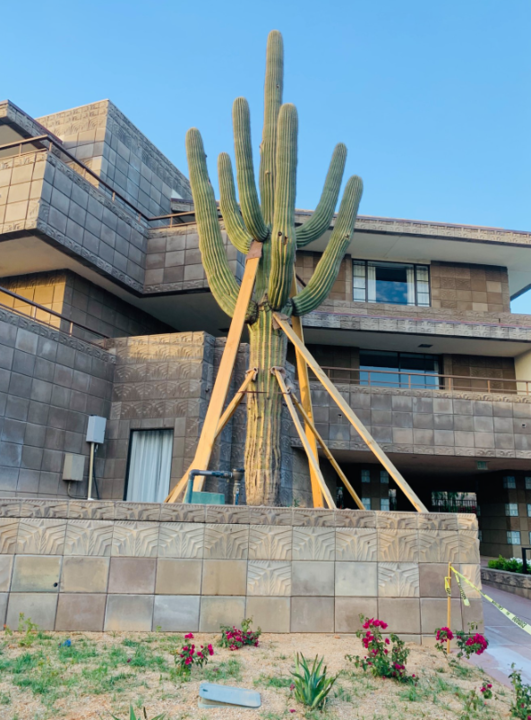 Southwest Cactus LLC Logo