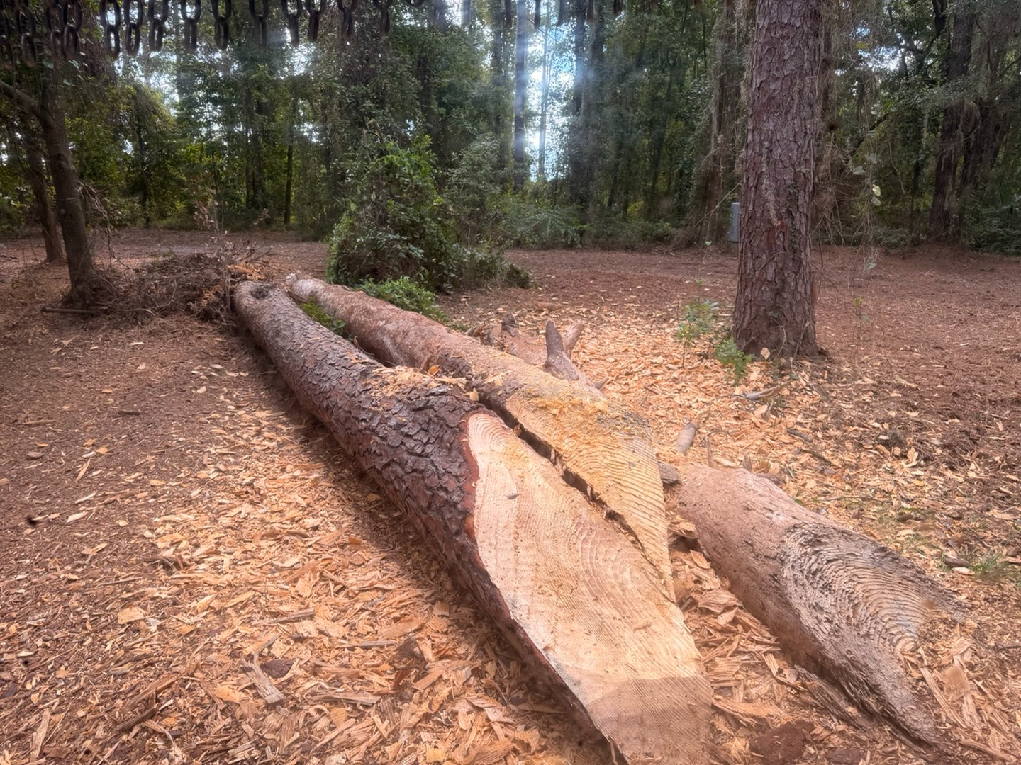 Swamp Gator ULM Image