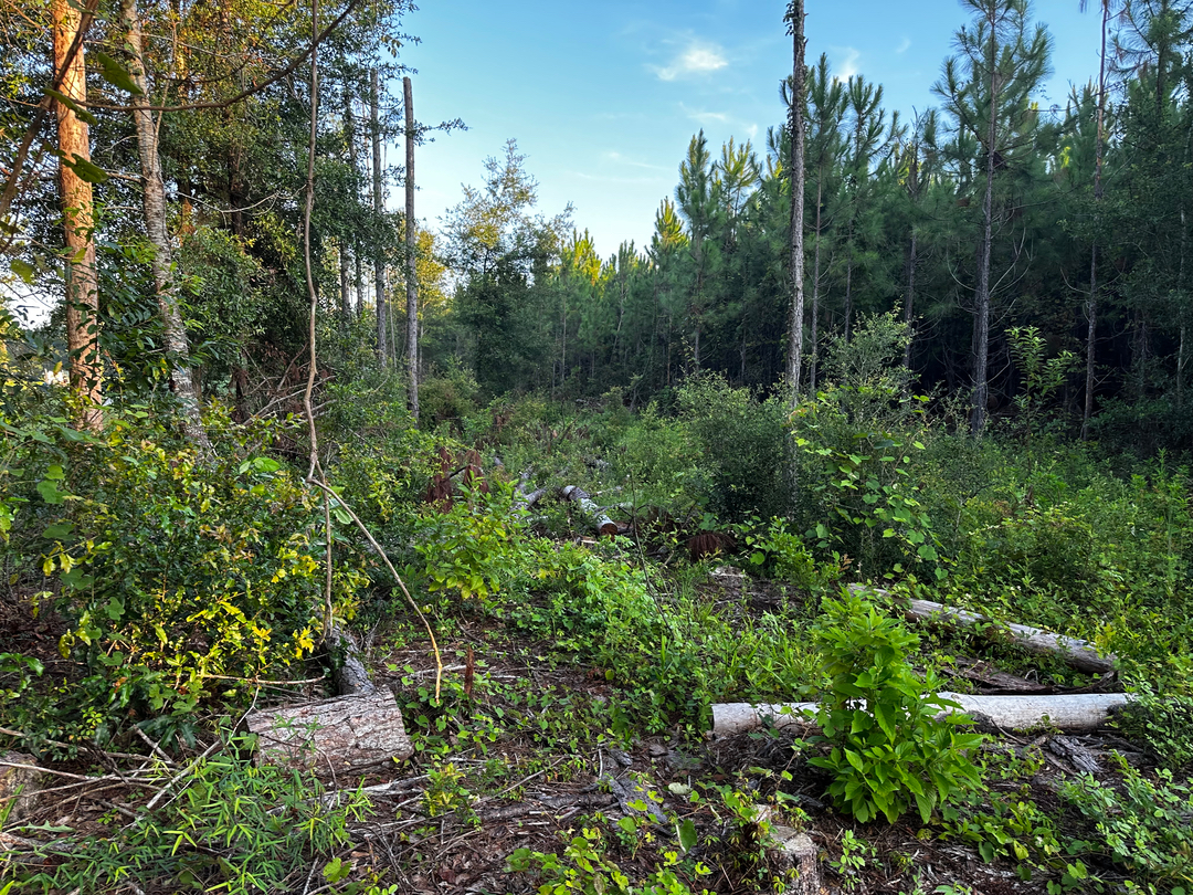 Swamp Gator ULM Image