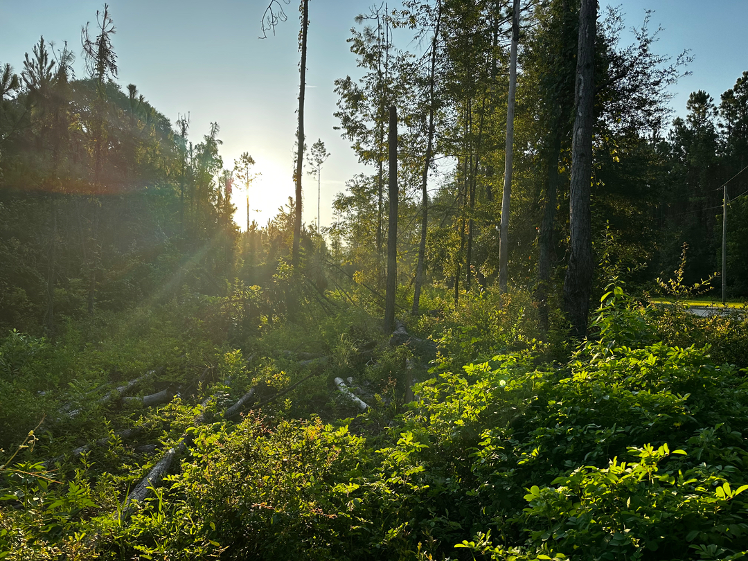 Swamp Gator ULM Image