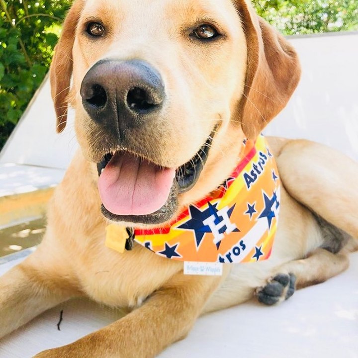 Briggs 'n' Wiggles Image