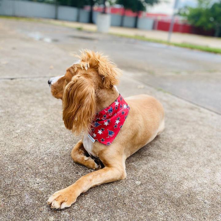 Briggs 'n' Wiggles Image