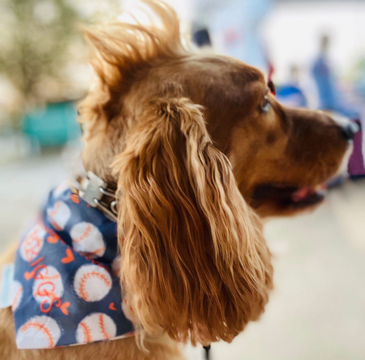 Briggs 'n' Wiggles Image