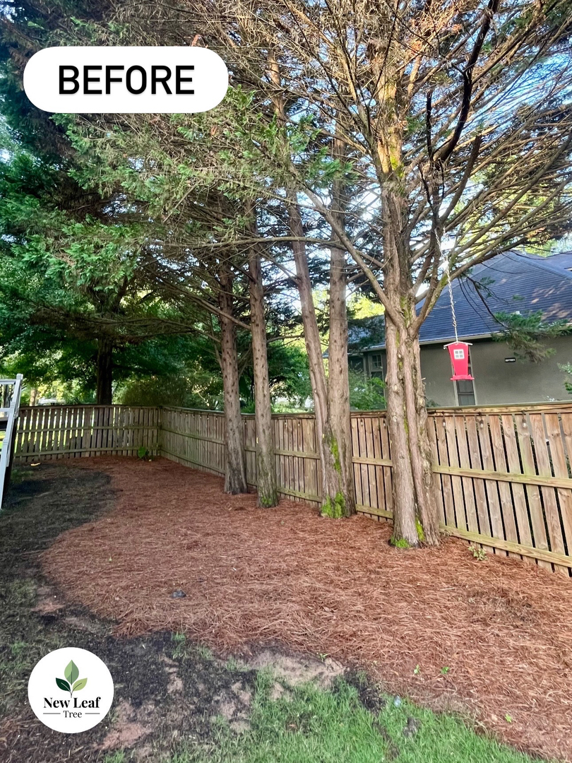 New Leaf Tree - Newnan, GA