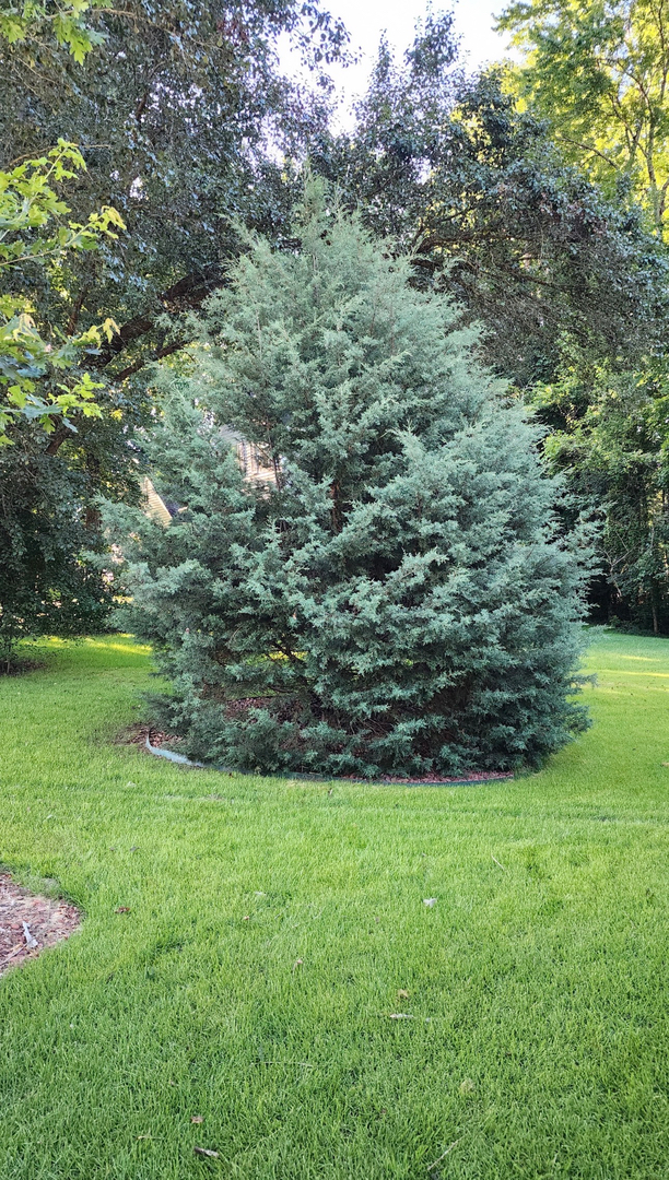 New Leaf Tree - Newnan, GA
